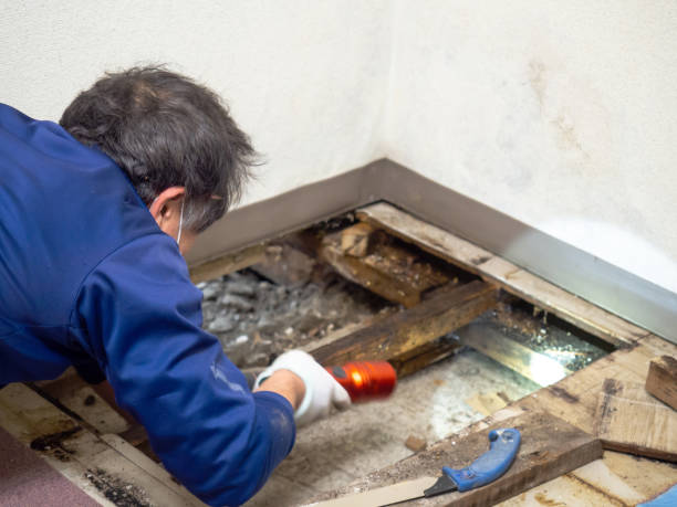 Best Mold Inspection  in Montrose, CO