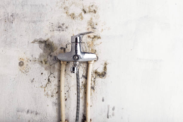 Best Commercial Mold Removal  in Montrose, CO
