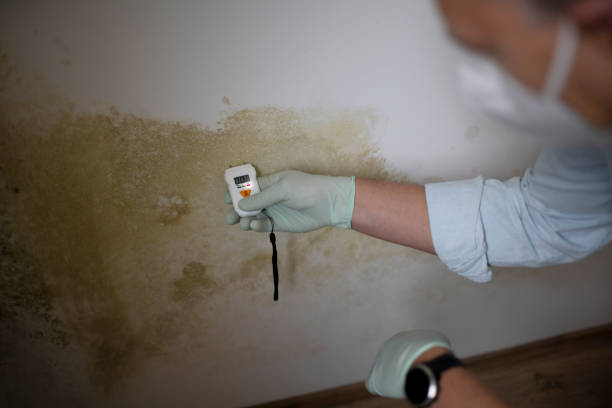 Best Fast Mold Removal  in Montrose, CO
