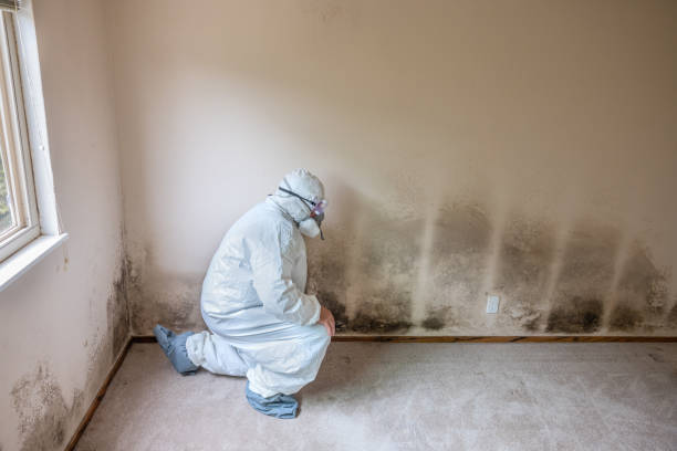 Best Mold Remediation Experts  in Montrose, CO