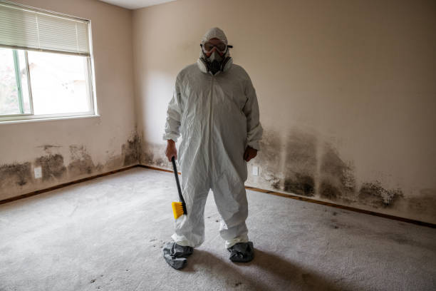 Best Attic Mold Removal  in Montrose, CO