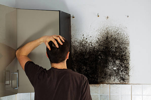 Best Mold Testing  in Montrose, CO